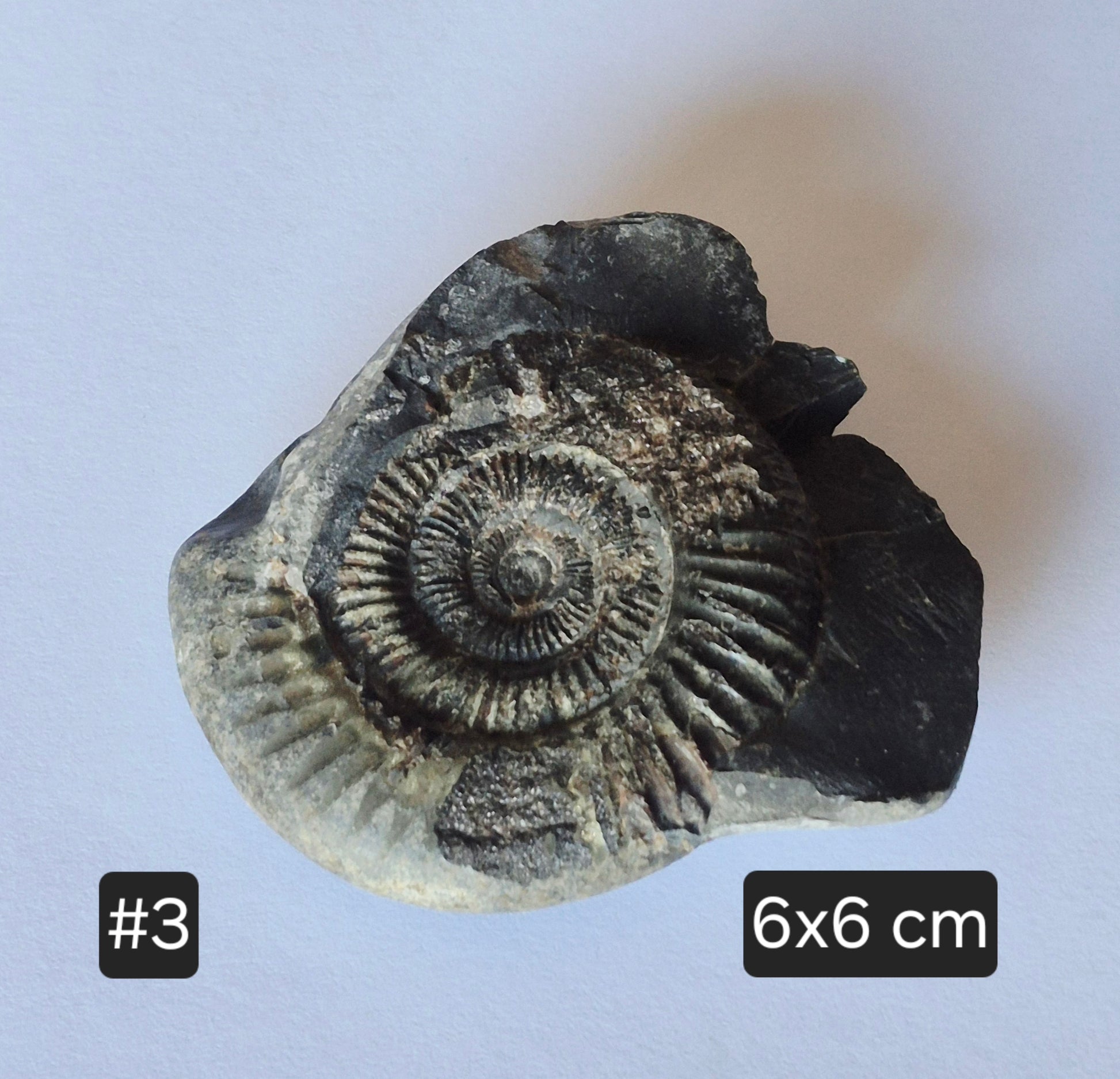 Dactylioceras Commune Ammonites