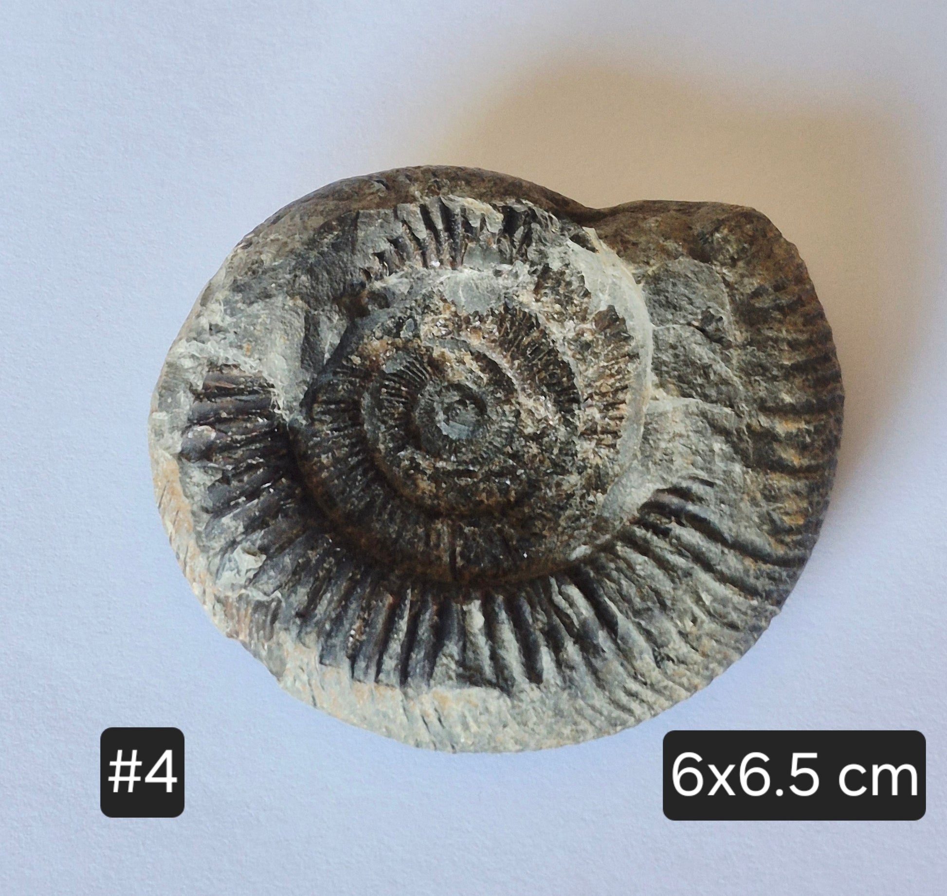Dactylioceras Commune Ammonites