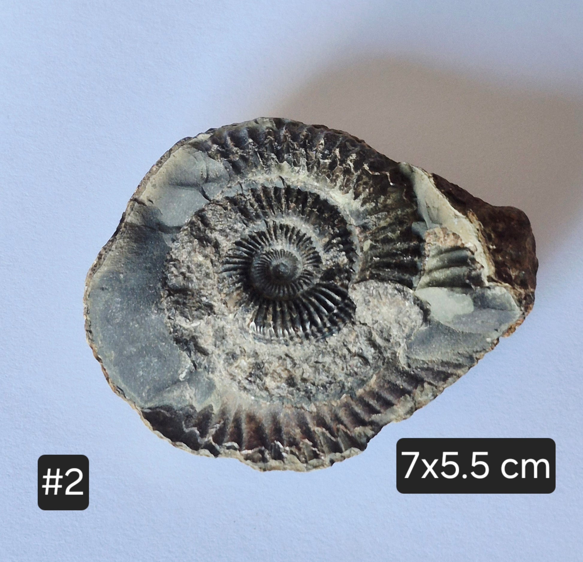 Dactylioceras Commune Ammonites