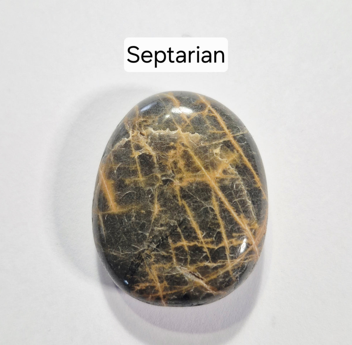 A polished oval stone labeled 'Septarian' on a plain light background. The stone has a dark brown to black base with prominent golden-brown to tan veining throughout.