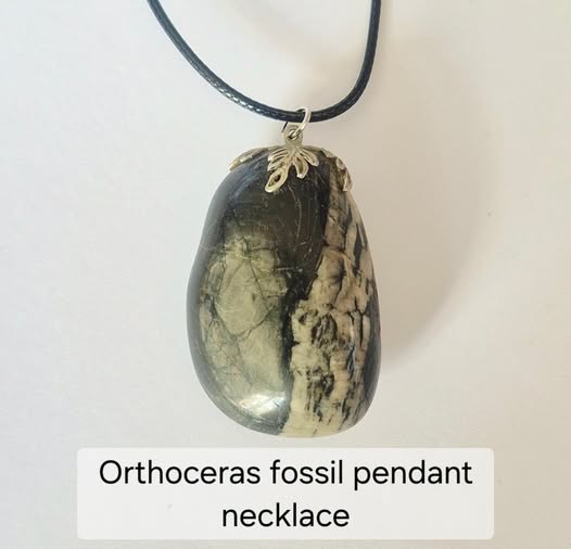 Orthoceras Fossil Pendant Necklace