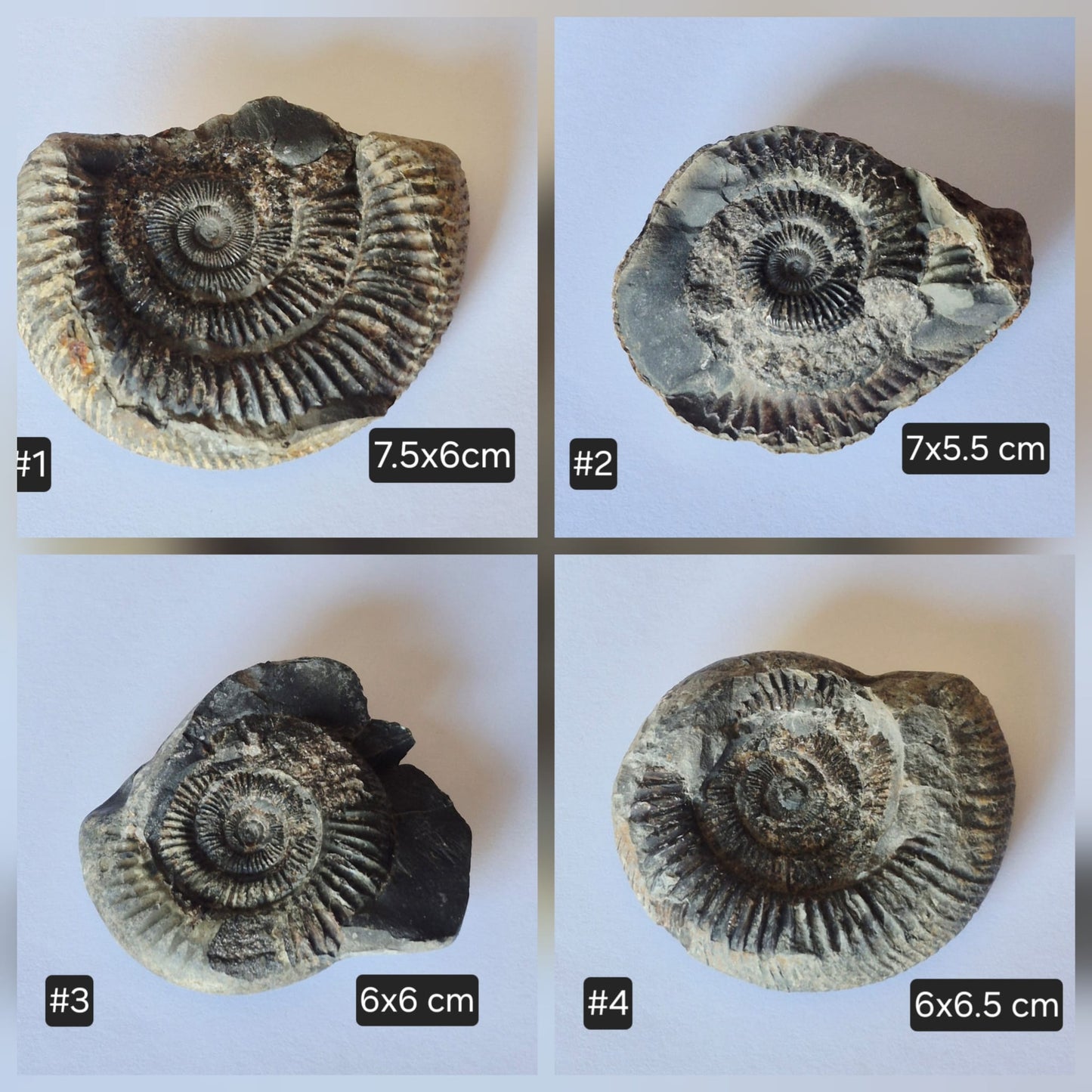 Dactylioceras Commune Ammonites