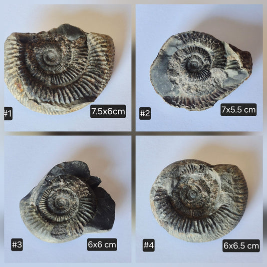 Dactylioceras Commune Ammonites
